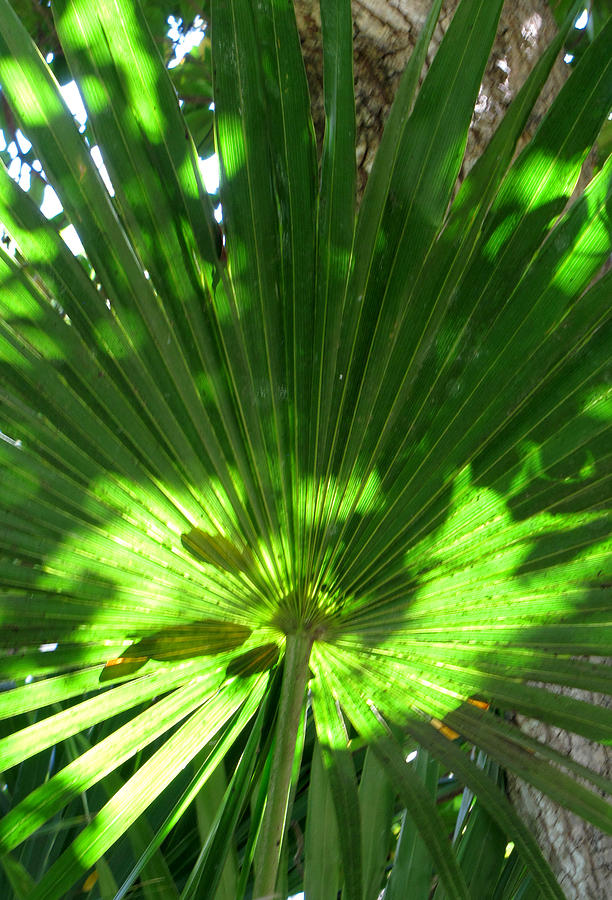 Nature Photograph - Green Plant Pattern by Bob Slitzan