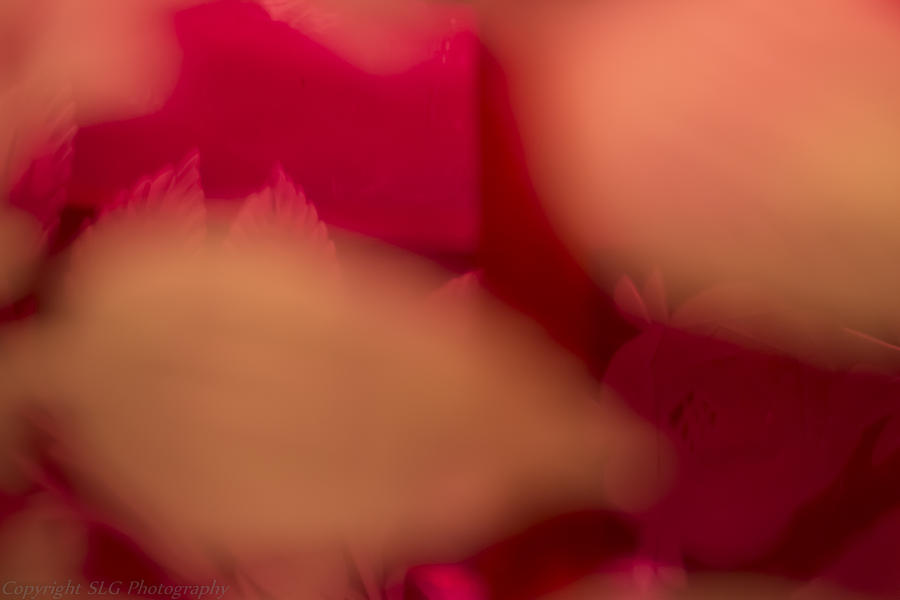 Abstract Photograph - Pattern by Stacie Goodloe Abstract Photograph - Pattern by Stacie Goodloe