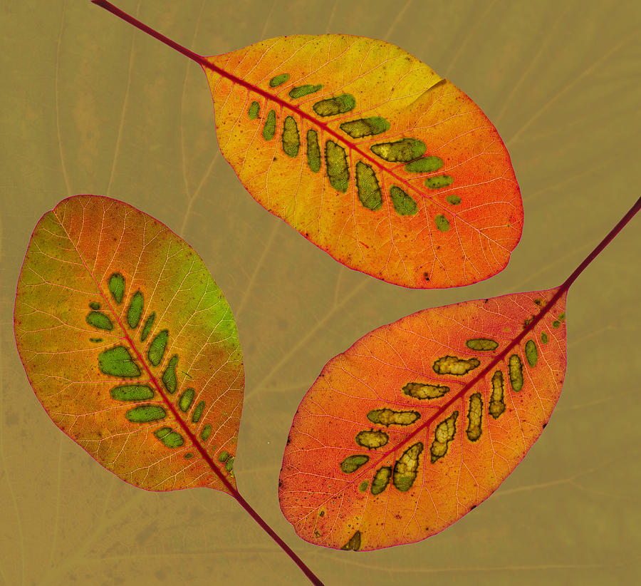 Patterned Leaves II Photograph by Pete Hemington