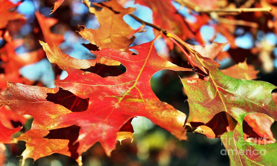 Patterns And Colors of Autumn Photograph by Judy Palkimas