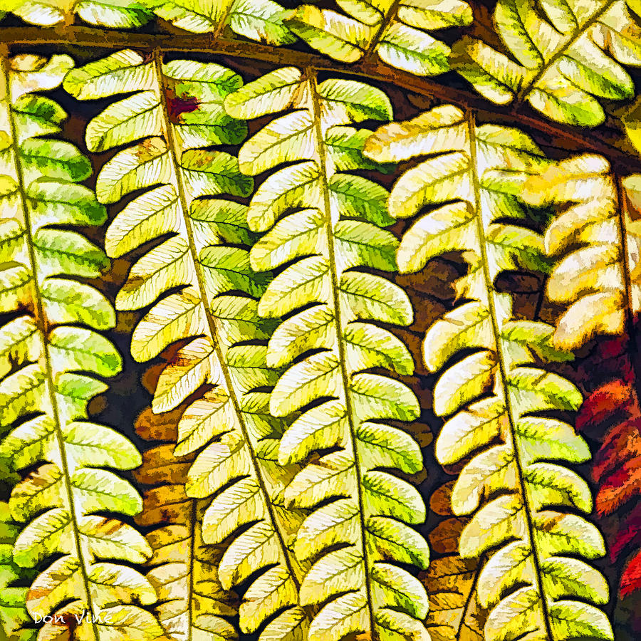 Patterns in Cinnamon Fern Photograph by Don Vine