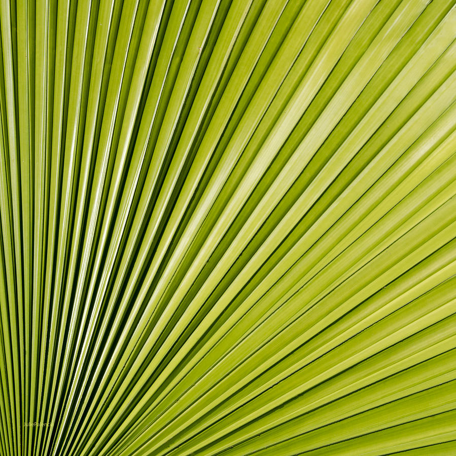Pattern Photograph - Patterns in Nature by Julie Palencia