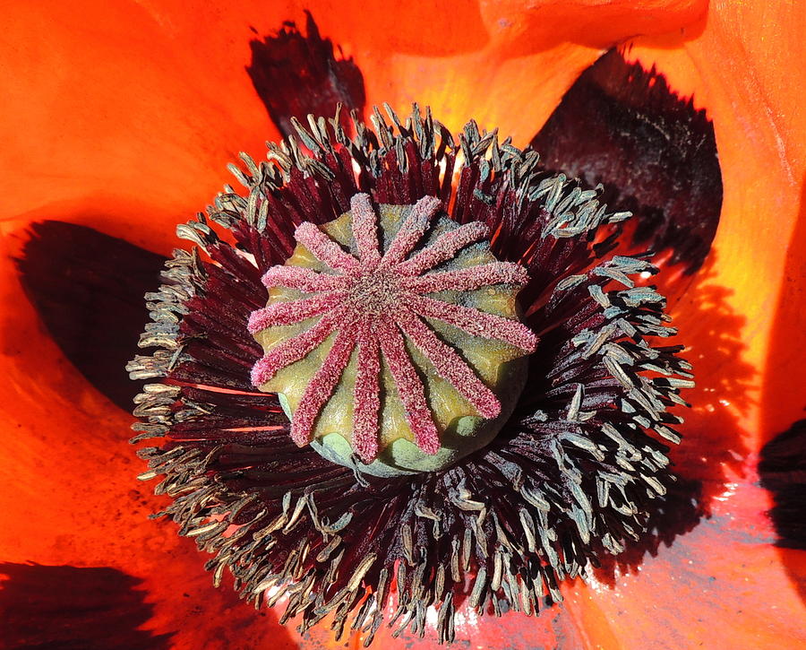 Poppy Photograph - Patterns in nature by Karen Horn