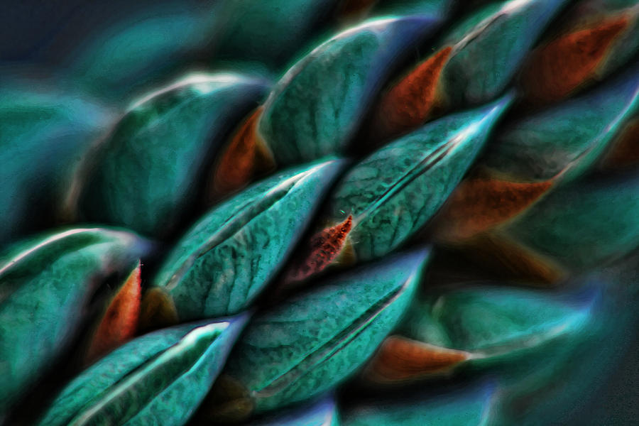 Patterns in Nature No.1 Photograph by Bonnie Bruno