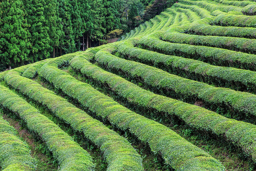 Patterns Of Green Tea Farm Photograph by Sungjin Kim