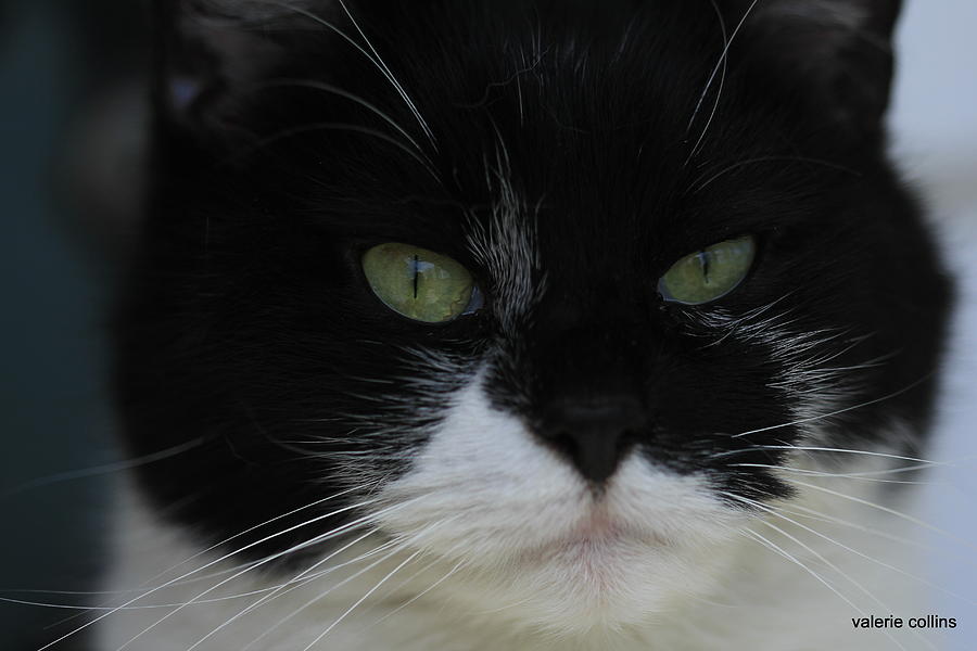Green Eyes of a Tuxedo Cat Photograph by Valerie Collins