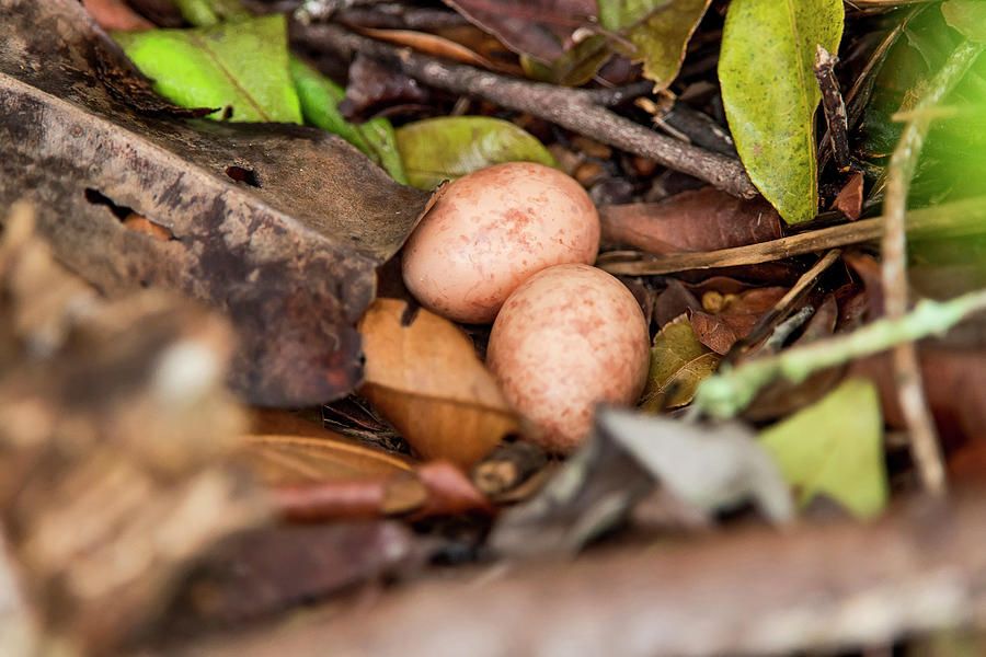 Pauraque Hydropsalis Albicollis Eggs Photograph by Leonardo Merçon ...