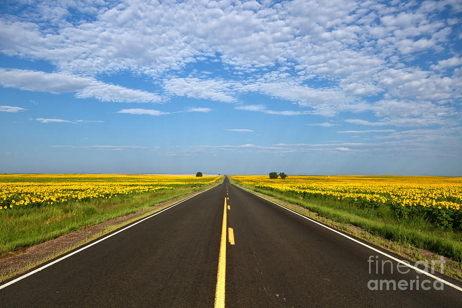 Transportation Photograph - Paved road traveling through the sunflower fields in Colorado by Ronda Kimbrow