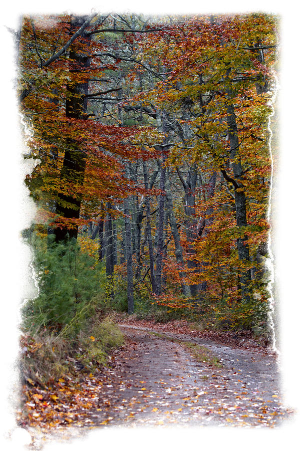 Paved With Leaves Photograph by Constantine Gregory