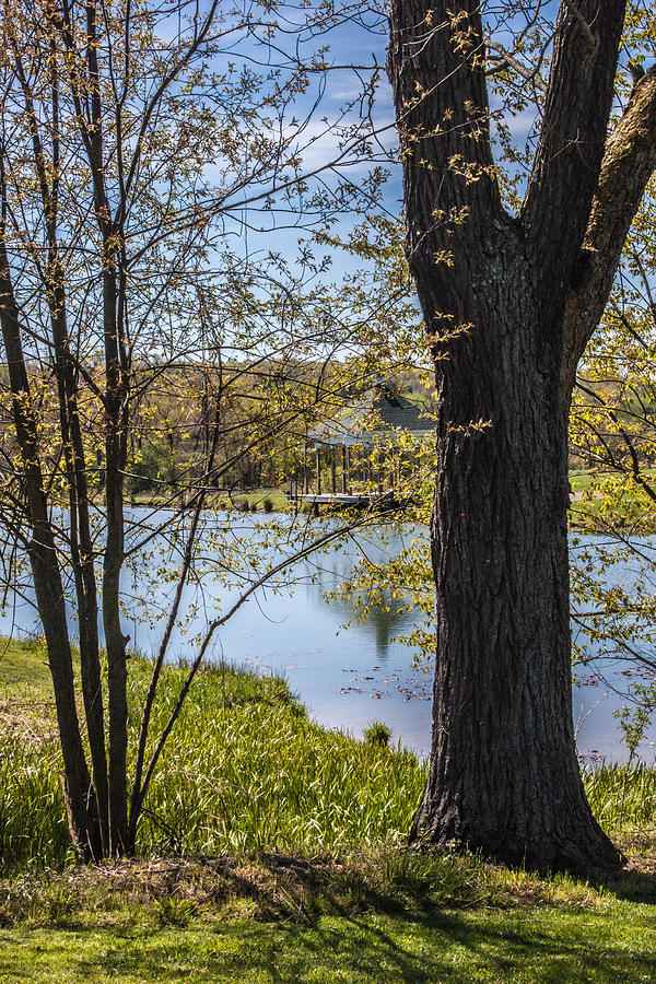 Pavilion Through the Trees Photograph by Josh Scanlon - Fine Art America