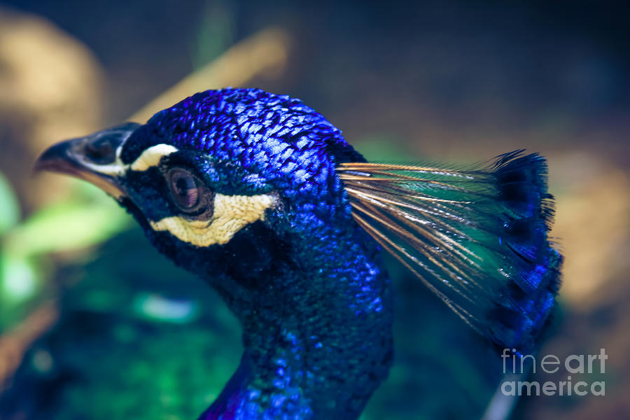 Pavo cristatus - Indian Blue Peacock - Maui Hawaii Photograph by Sharon Mau