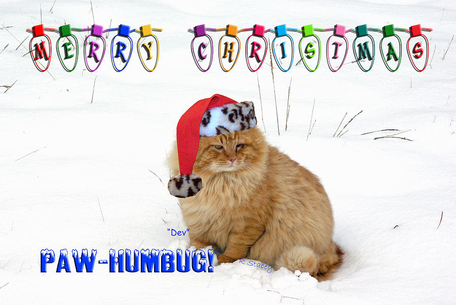 Christmas Photograph - Paw Humbug by Robyn Stacey