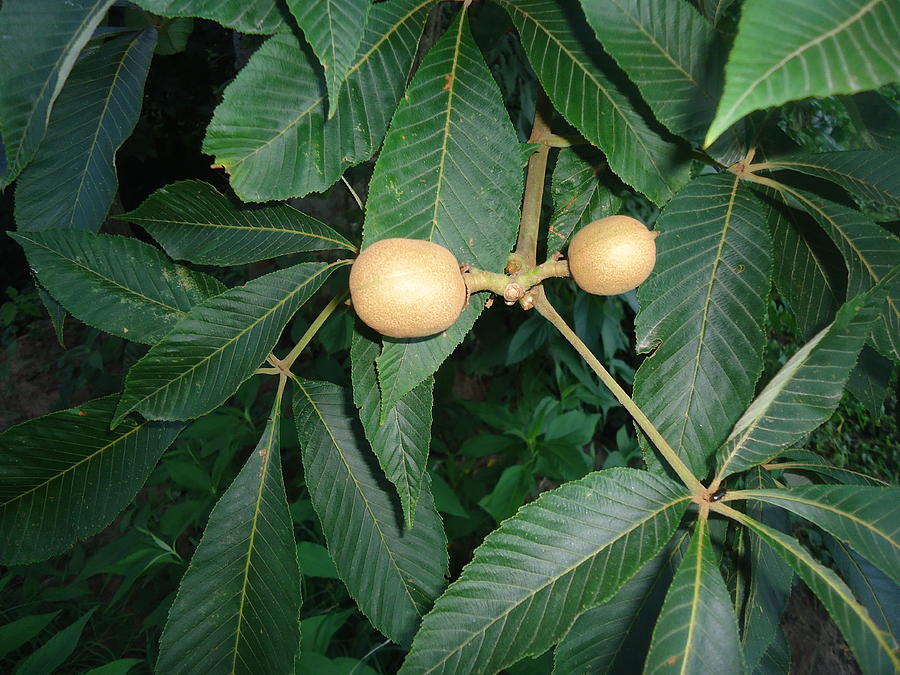 Paw Paw Tree Photograph by Paula Talbert - Pixels