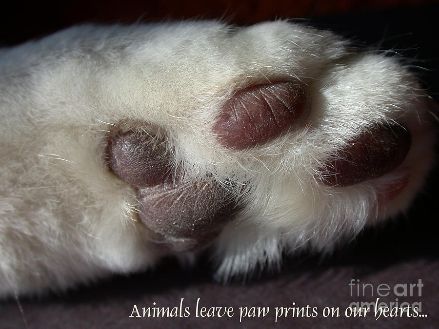Paw Prints Photograph by Living Color Photography Lorraine Lynch