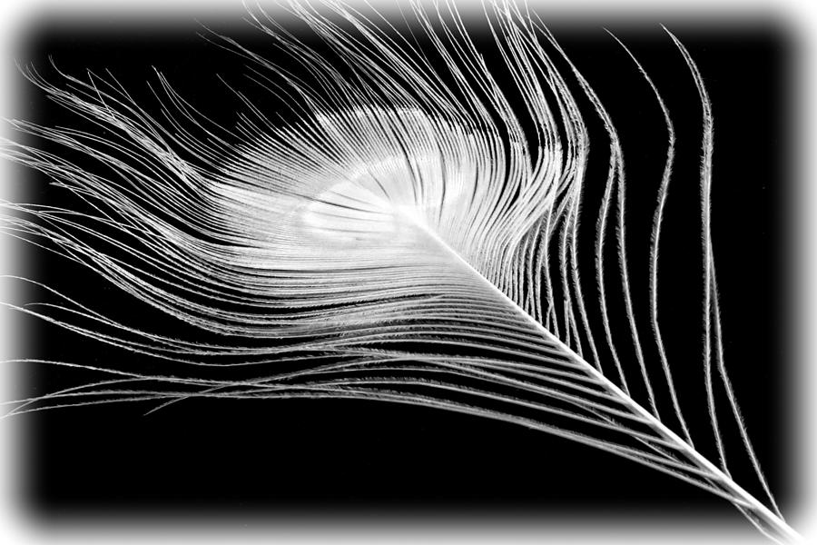 Pawn Feather in Black and White Photograph by Barbara Zahno