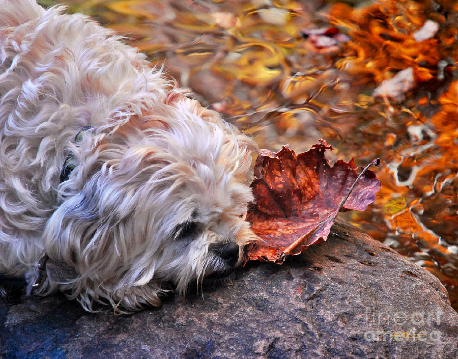 Animal Photograph - Paws For Reflection by Jeff McJunkin