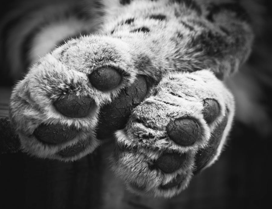 Paws for thought Photograph by Chris Boulton
