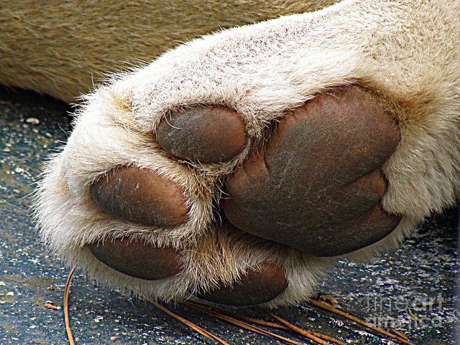 Cat Photograph - Paws for Thought by Frances Hodgkins