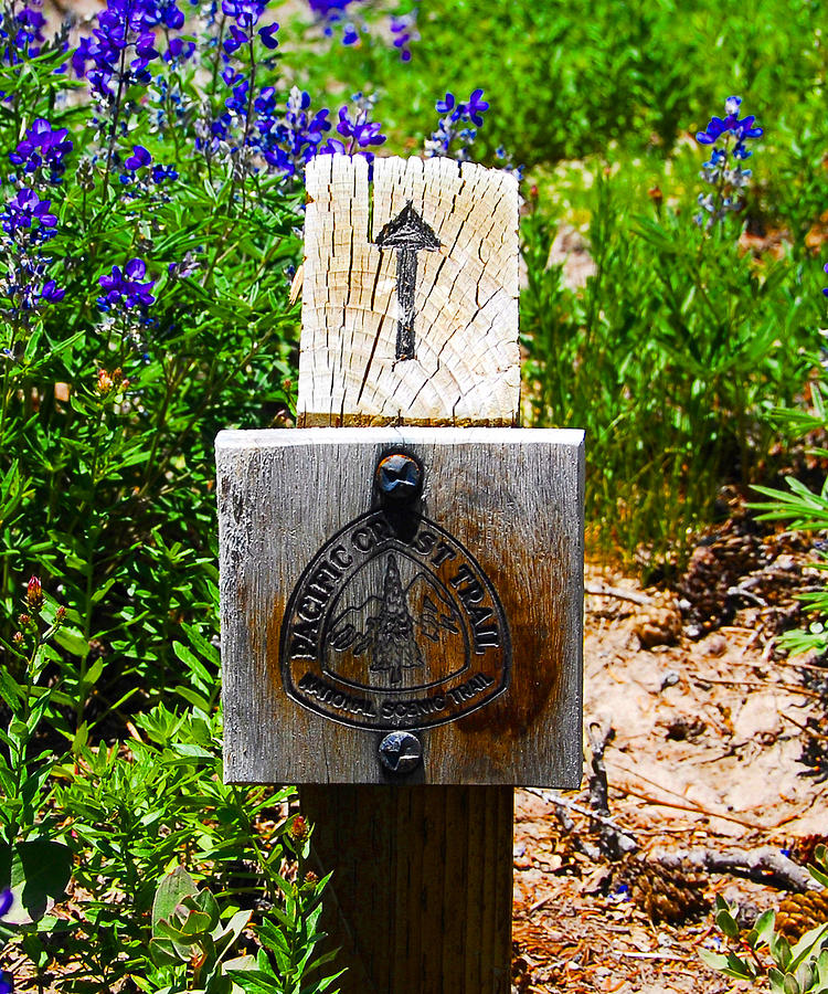 Flower Photograph - PC trail marker by David Lee Thompson