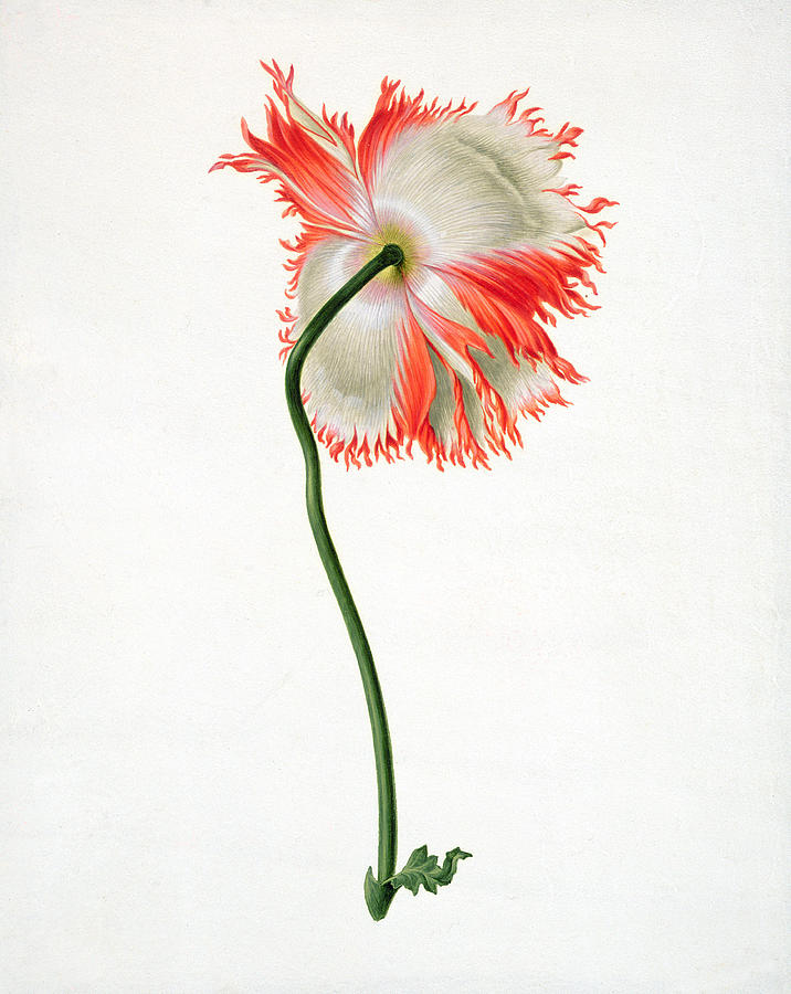Field Poppy Painting by Pieter Withoos