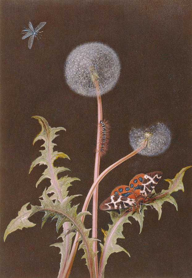 Butterfly Painting - Pd.380-1973 Dandelion With Insects by Margaretha Barbara Dietzsch