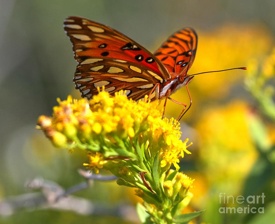 Flower Photograph - Pea Island Butterfly by Adam Jewell