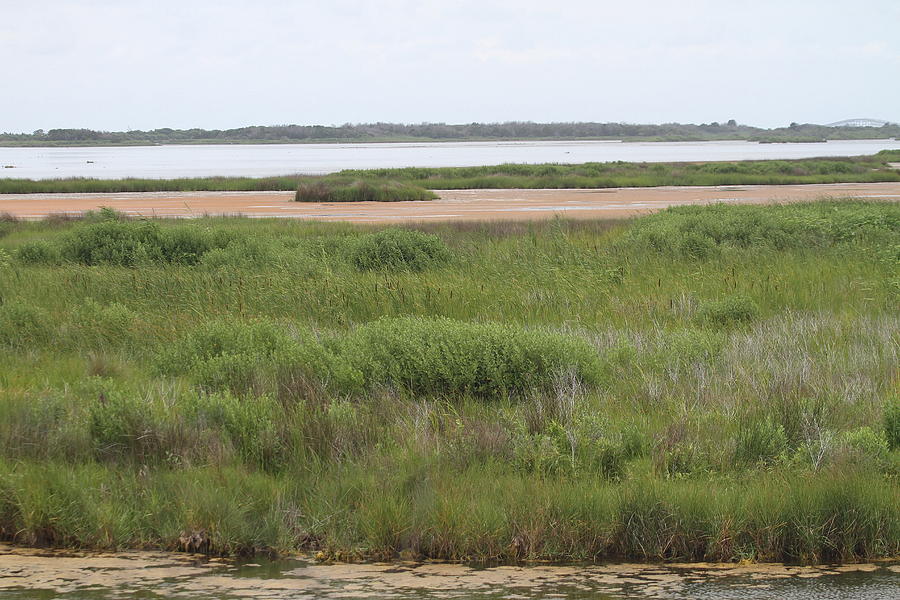 Pea Island National Wildlife Refuge 6 Photograph by Cathy Lindsey ...