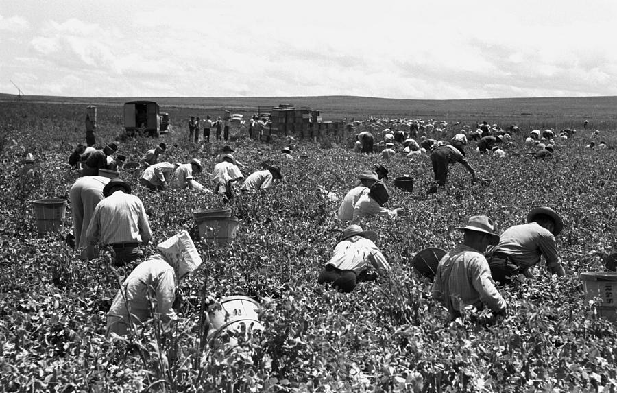 Pea Pickers, 1941 Photograph by Granger