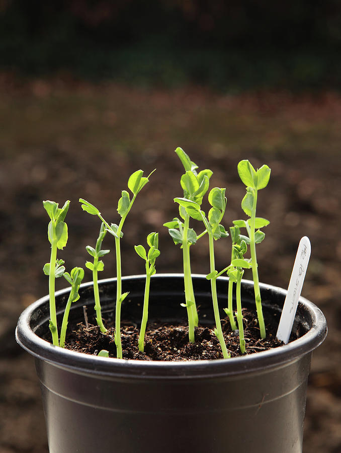 Pea Shoots Edible In Pot Photograph by Simon Battensby
