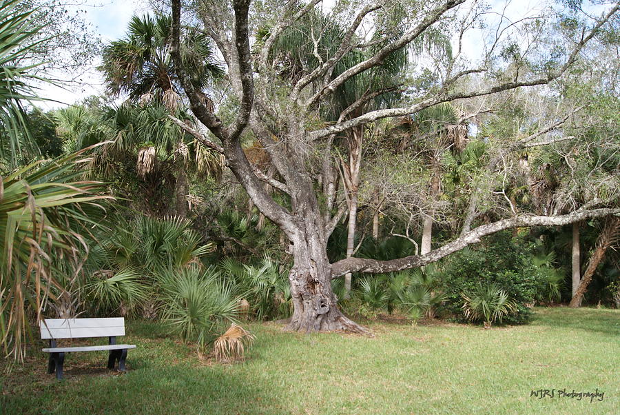 Peace and a Park Bench Photograph by Walter Rickard - Fine Art America