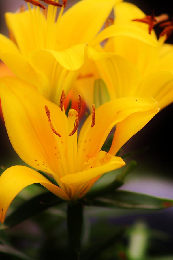 Flower Photograph - Peace and Daylilies by Tami Rounsaville