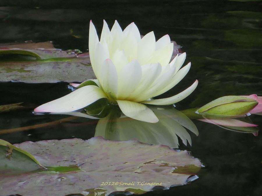 White Water Lily Photograph - Peace and Enlightment by Sonali Gangane
