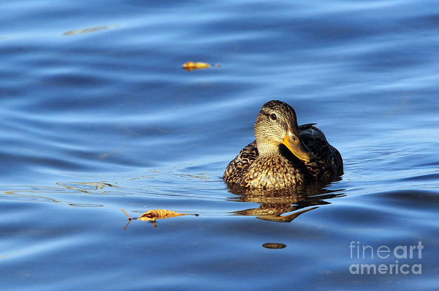 Duck Photograph - Peace  by Andrea Kollo