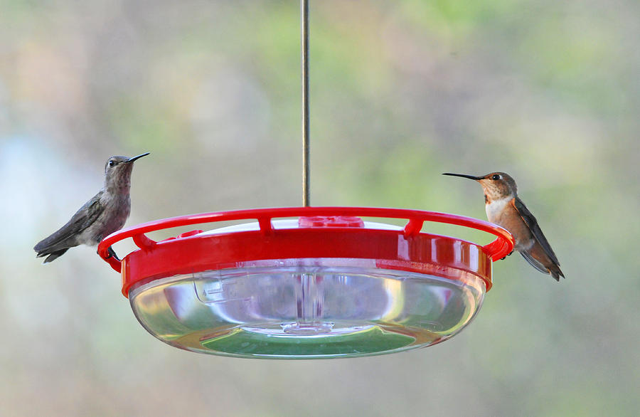 Hummingbird Photograph - Peace at the Feeder by Lynn Bauer