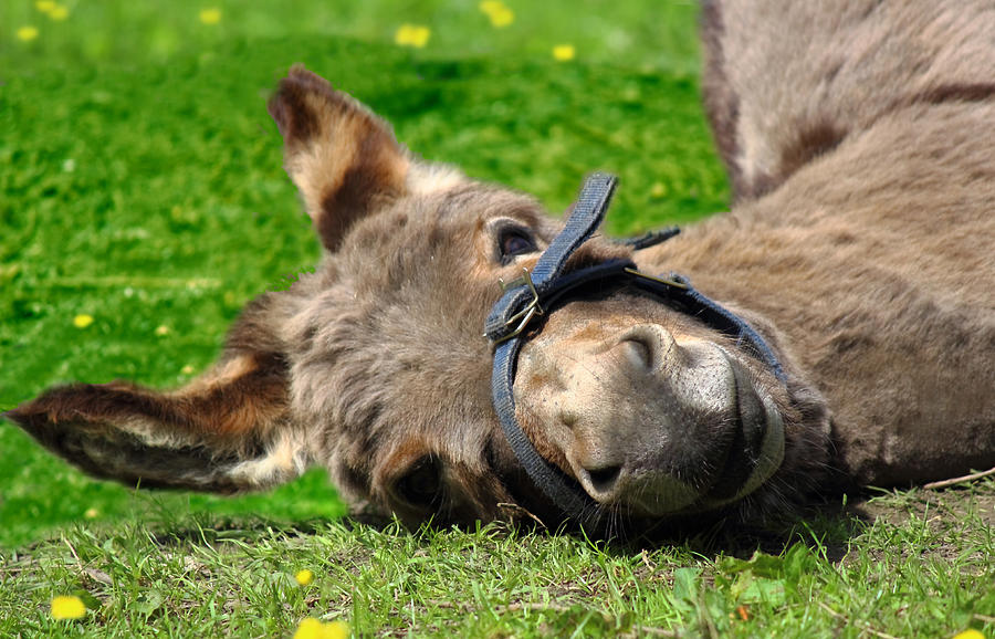 Donkey Photograph - Peace be with you too by Russ Murry