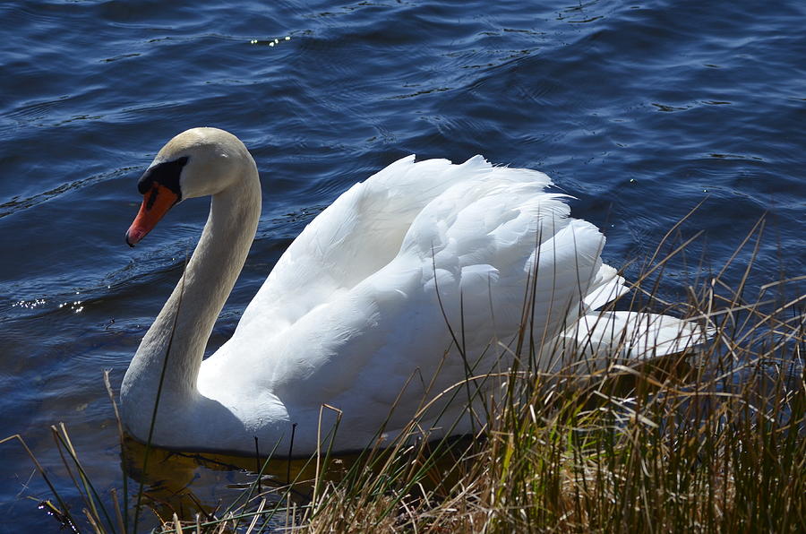 Swan Photograph - Peace  by Crystal C