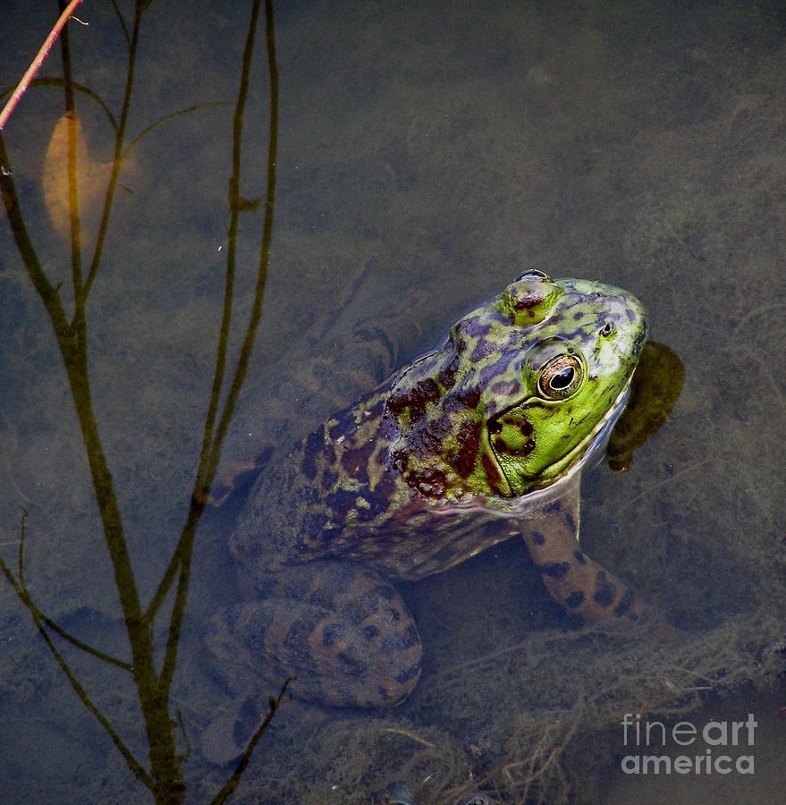 Frog Photograph - Peace Frog by LeLa Becker