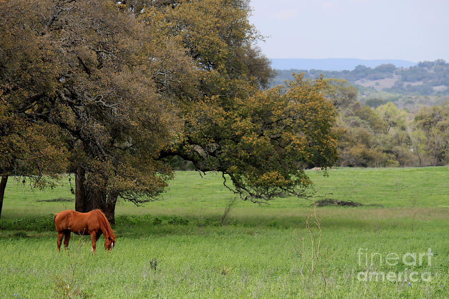 Horse Photograph - Peace In The Hill Country by Diana Black