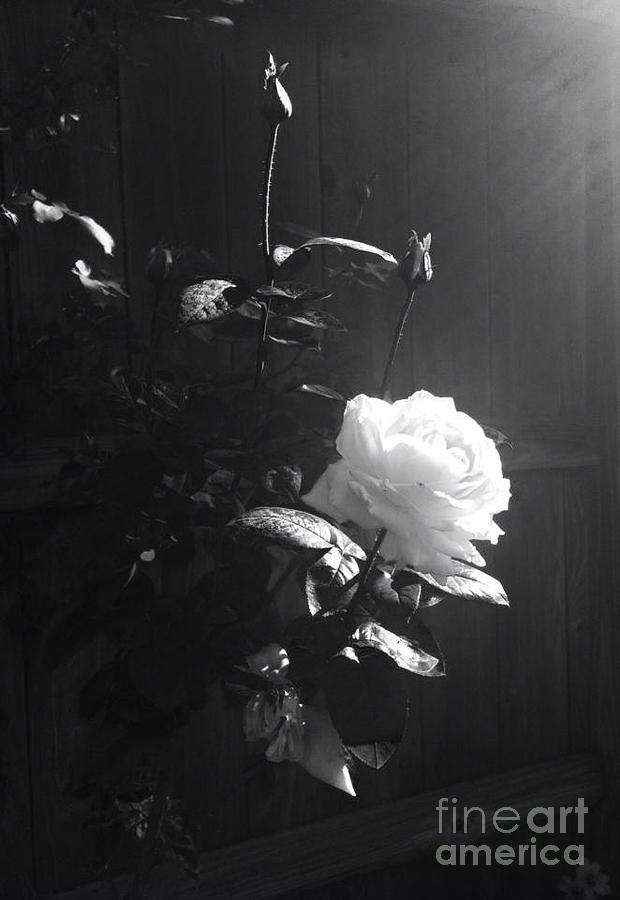 Peace in the Morning by Vonda Lawson-Rosa Peace in the Morning by Vonda Lawson-Rosa