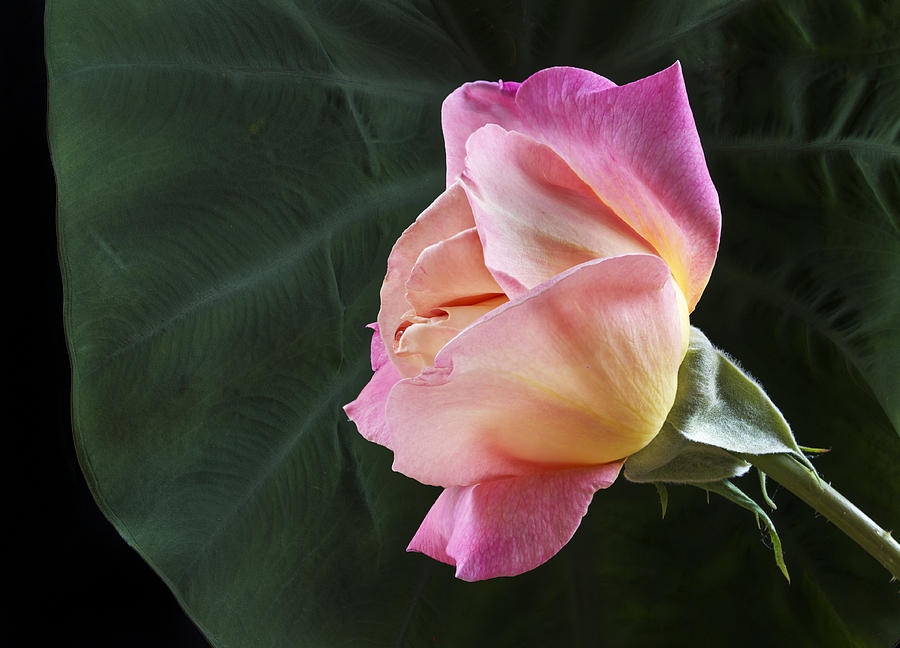 Peace Rose in front of Lotus leaf Photograph by Jean Noren