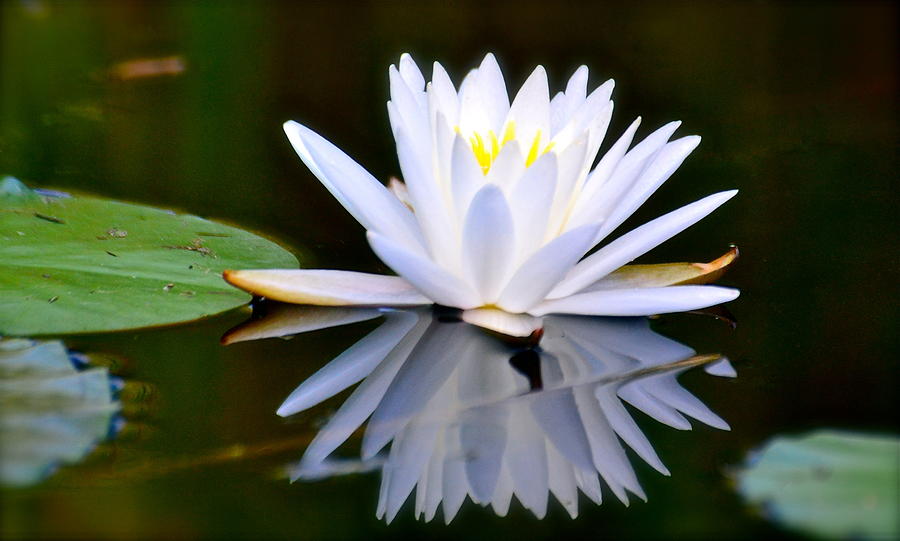 Lily Photograph - Peace by Jody Partin