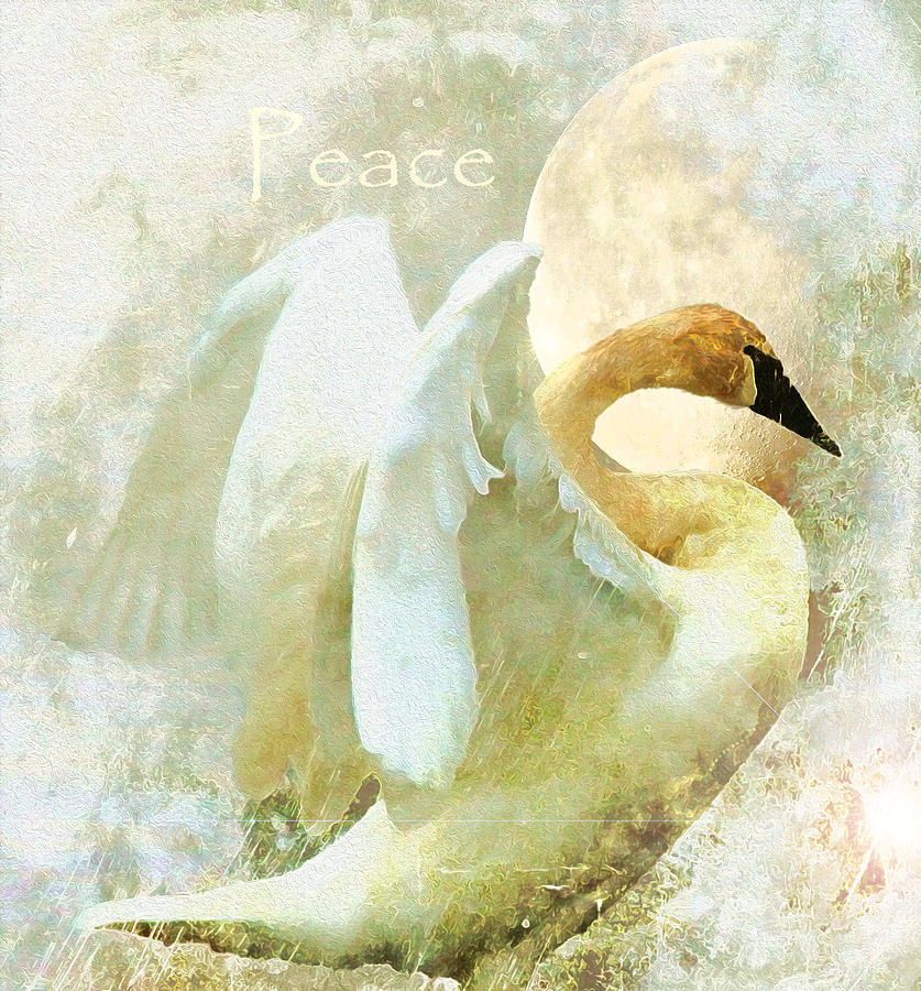 Swan Photograph - Peace by Kathy Bassett