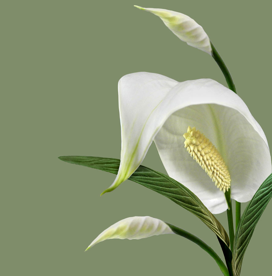 Peace Lilies-2 Digital Art by Nina Bradica