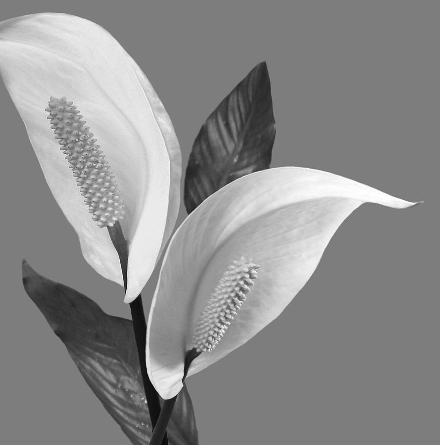Peace Lilies-3 Digital Art by Nina Bradica