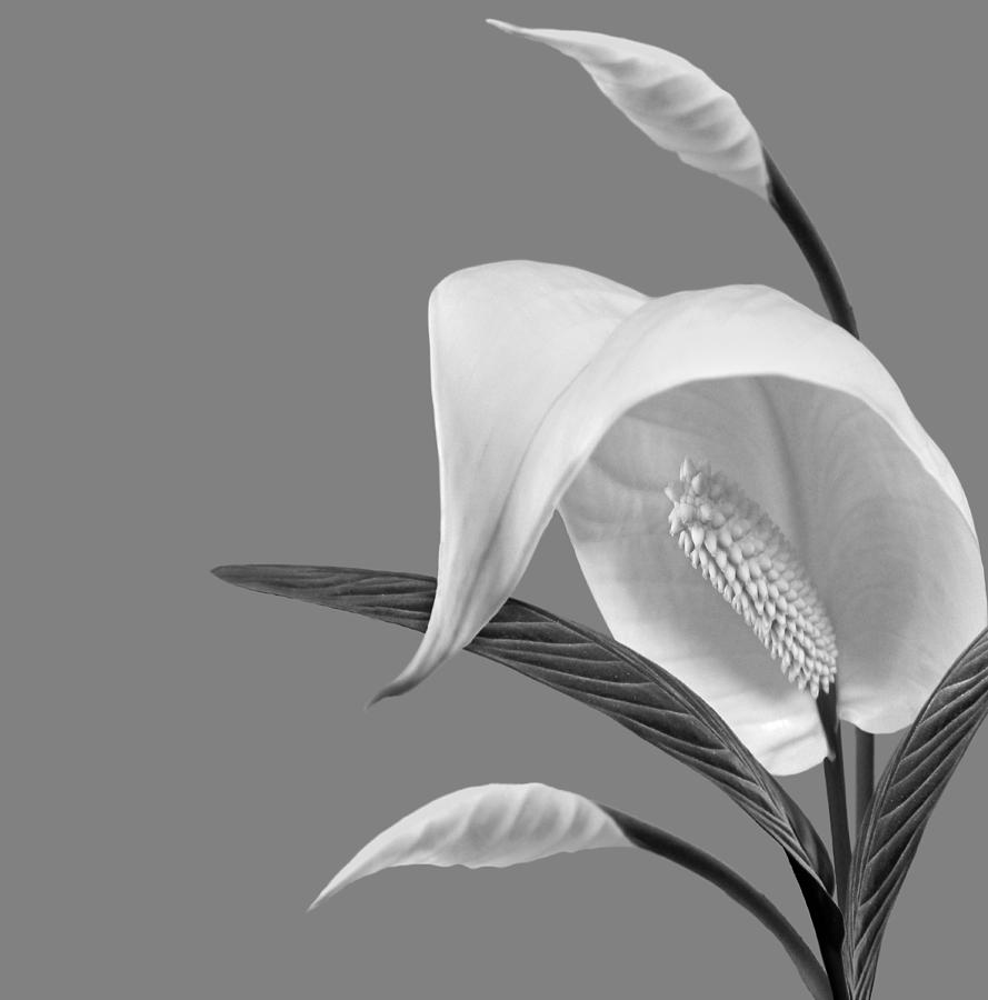 Peace Lilies-4 Digital Art by Nina Bradica