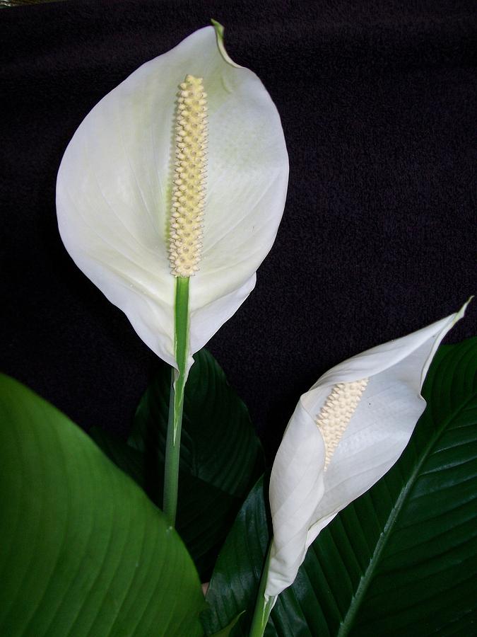 Lily Photograph - Peace Lilies by Sharon Duguay