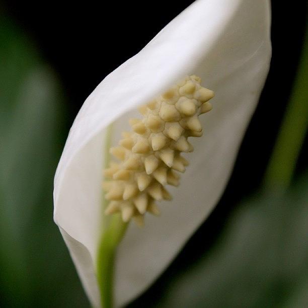Flower Photograph - Peace Lilly  by Justin Connor