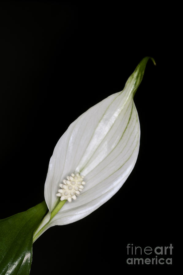 Peace Lily 2 Photograph by Steve Purnell