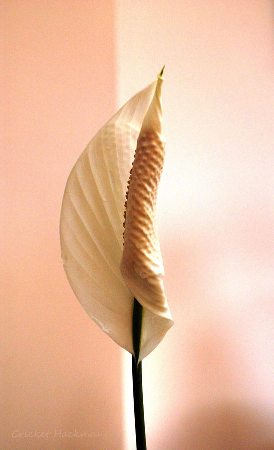 Peace Lily Awakening Photograph by Cricket Hackmann