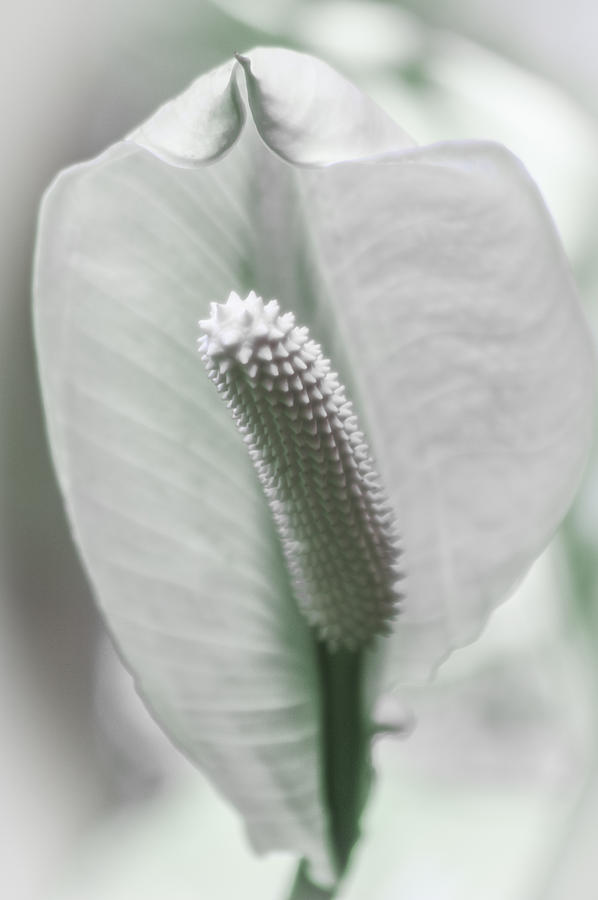 Peace Lily Elegance Photograph by Carolyn Marshall